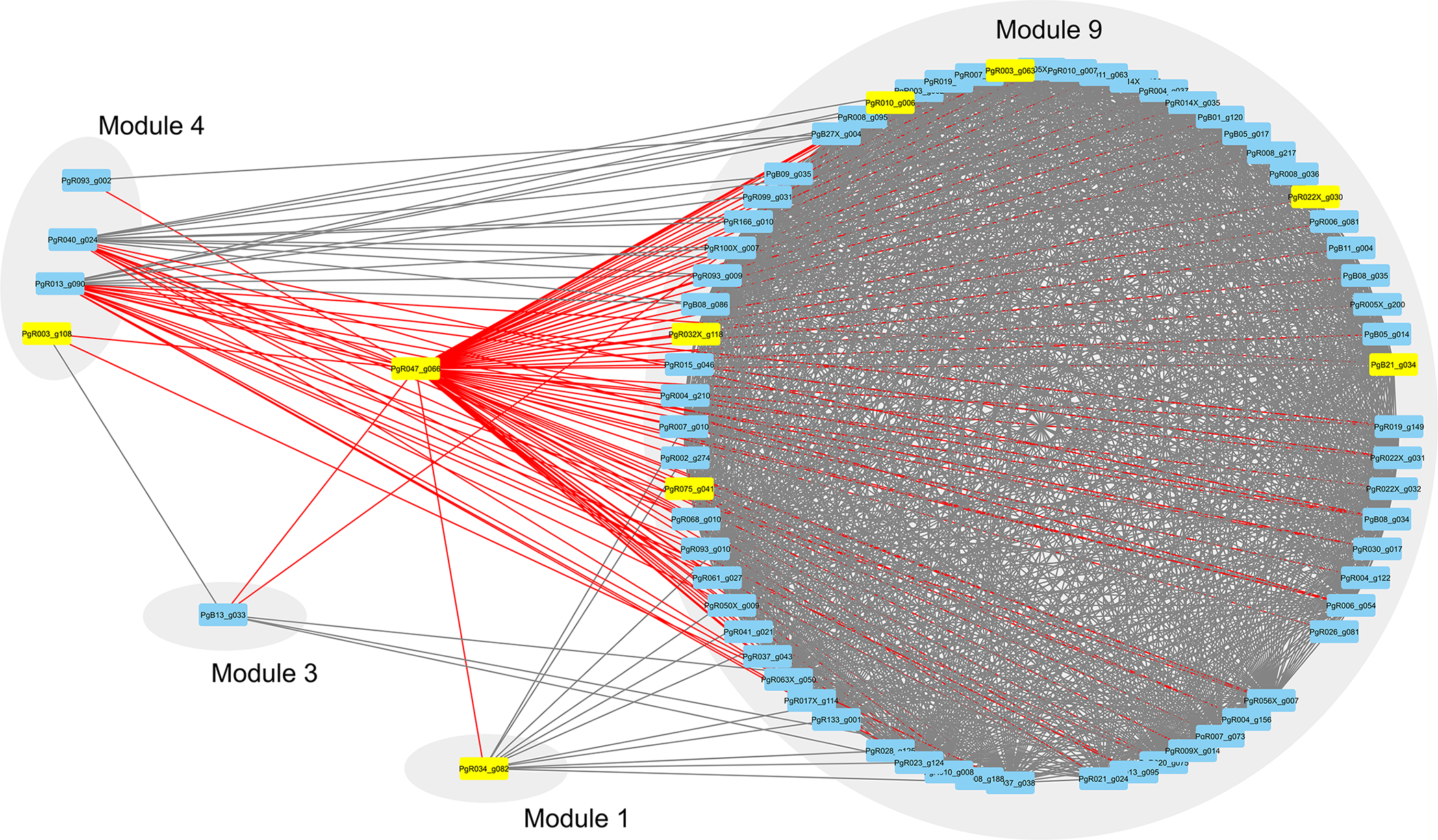 Parascaris gene network